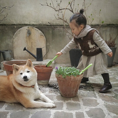 小萝莉 柴犬 宝宝 萌宝 娃娃 小孩 狗狗 宠物 儿童 萝莉 卖萌 可爱