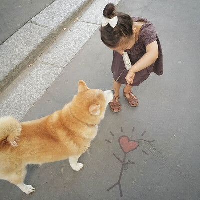 小萝莉 柴犬 宝宝 萌宝 娃娃 小孩 狗狗 宠物 儿童 萝莉 卖萌 可爱