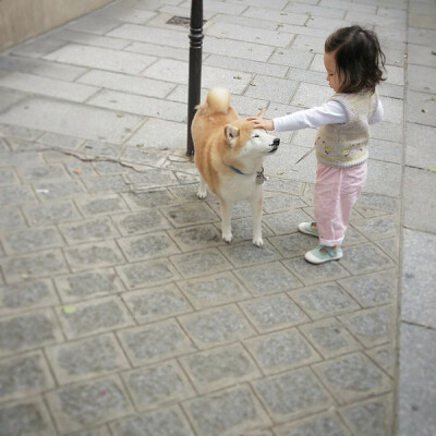 小萝莉 柴犬 宝宝 萌宝 娃娃 小孩 狗狗 宠物 儿童 萝莉 卖萌 可爱