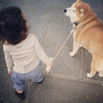 小萝莉 柴犬 宝宝 萌宝 娃娃 小孩 狗狗 宠物 儿童 萝莉 卖萌 可爱