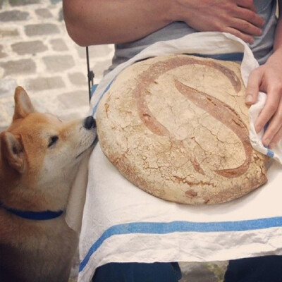 小萝莉 柴犬 宝宝 萌宝 娃娃 小孩 狗狗 宠物 儿童 萝莉 卖萌 可爱