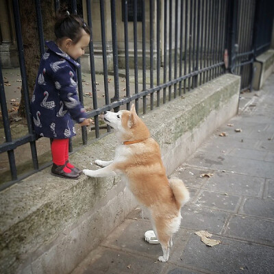 小萝莉 柴犬 宝宝 萌宝 娃娃 小孩 狗狗 宠物 儿童 萝莉 卖萌 可爱