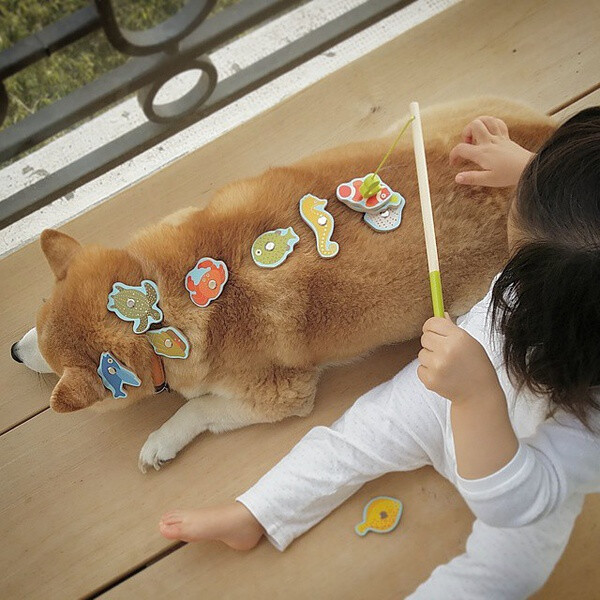 小萝莉 柴犬 宝宝 萌宝 娃娃 小孩 狗狗 宠物 儿童 萝莉 卖萌 可爱