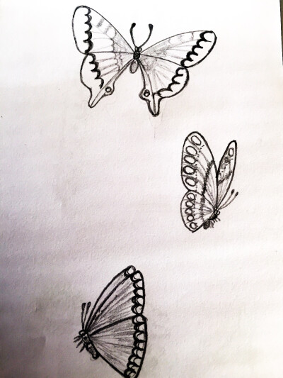 蝴蝶 铅笔画 素描 Danny