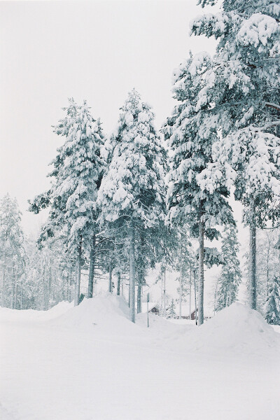 雪的树