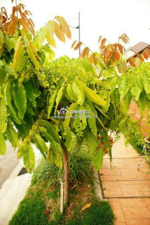 『巴西龙眼』  又称『山龙眼』，在我国的水果种植界，非常罕见的水果。 巴西龙眼果肉呈黄色，尝起来口感像红毛丹，香脆可口，不太甜腻，带有芒果和榴莲的味道，非常特别。它是透过种子栽种，果树高大，约廿多尺，树枝多，树枝茂盛，果树成长后需要较长的时间才会结果，大约3~5年，才有丰硕的果实。