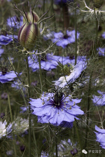 黑种草的英文名是Love-in-a-mist，也叫Devil-in-the-bush，中文名又名黑子草，黑种籽草，斯亚丹（新疆），是一种原产于地中海地区的一年生植物，毛茛科黑种草属。