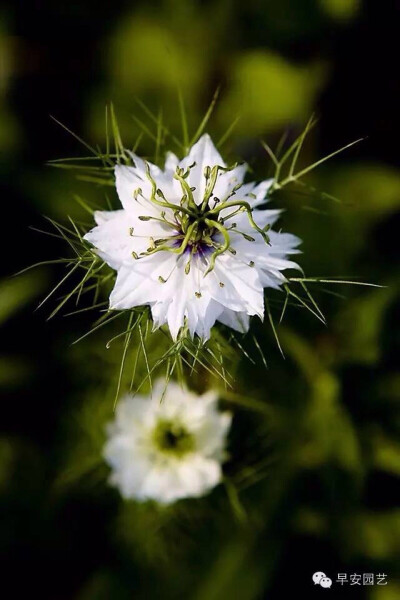 黑种草的英文名是Love-in-a-mist，也叫Devil-in-the-bush，中文名又名黑子草，黑种籽草，斯亚丹（新疆），是一种原产于地中海地区的一年生植物，毛茛科黑种草属。