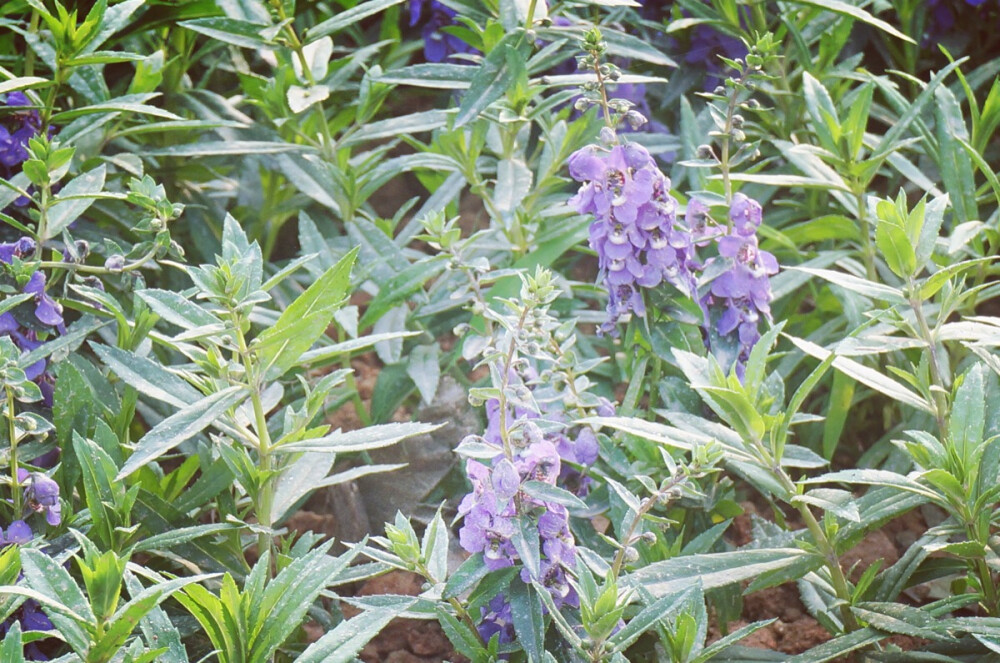 香彩雀：别名夏季金鱼草，玄参科，花期7-9月，高温地区全年开花，耐高温