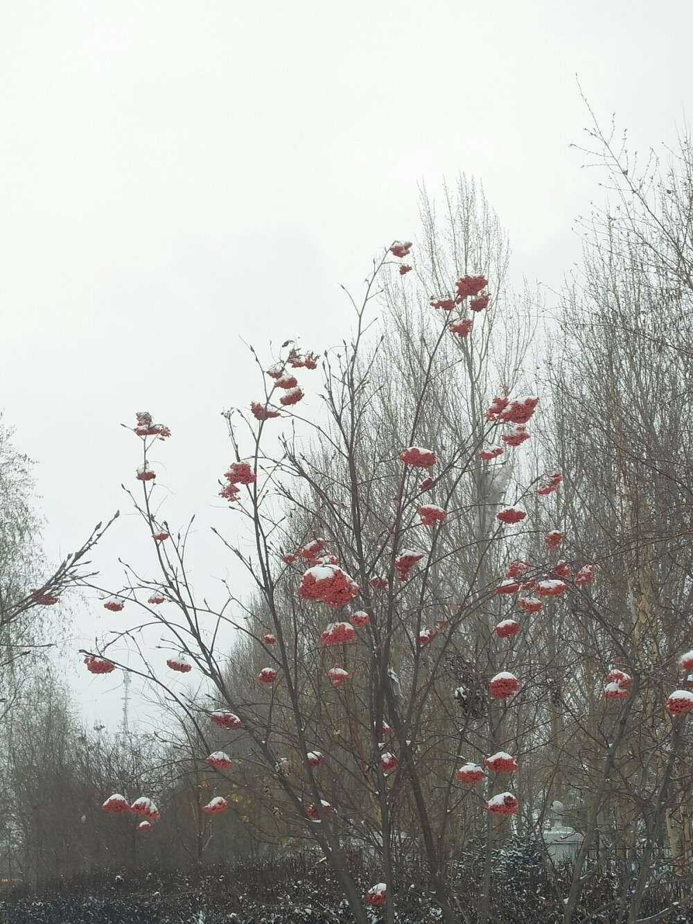 风起，叶落，白雪白。2015初雪。