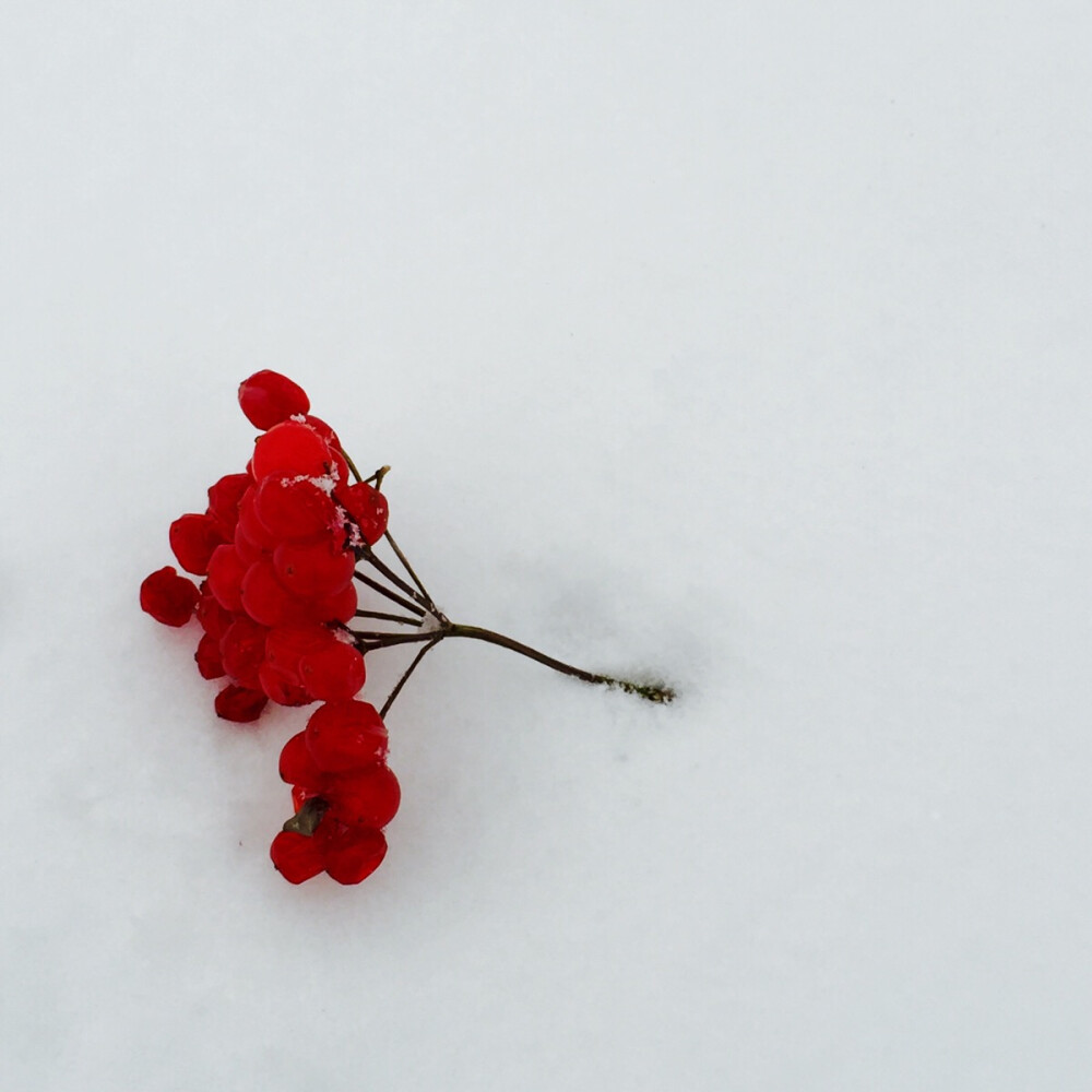 初雪的红果果