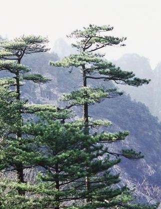 11.11生日花：威姆士松树（Weymouth Pine） 花语：航海（Voyage）公元四世纪时法国的守护圣人，圣玛云迪尼斯之花。原产地美国，高且坚固。它是海的支配者－支撑大英帝国的树木。在这一天诞生的人，人生充满波涛汹涌，只要寻找伴侣谨慎一点，你的伴侣可成为你一生的支柱；当然你也是个值得信赖的伴侣。