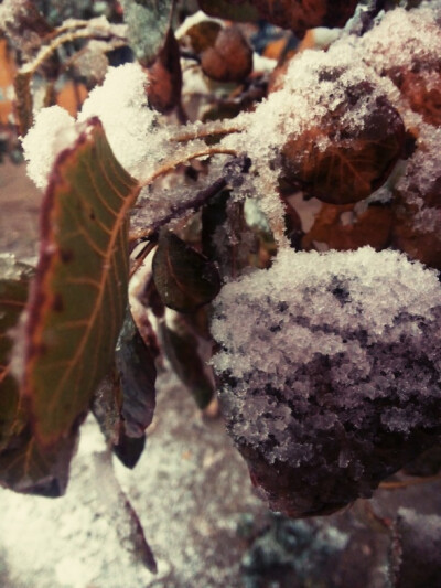 2015年北京城的第一场雪 不 是雨夹雪