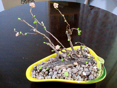 2015妈妈的礼物！生如夏花！宝宝的粘土，成了我的玩物！简单的树枝和花做好还是挺美的！