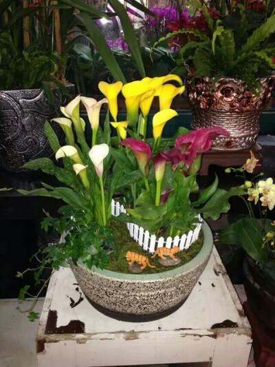 冬日里的一抹明媚！