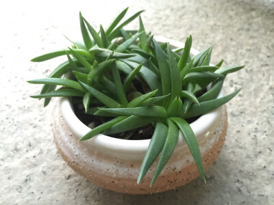 黄花照波