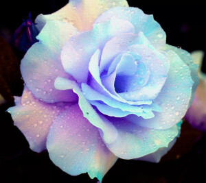 鲜花装饰我的梦！ 蓝色妖姬