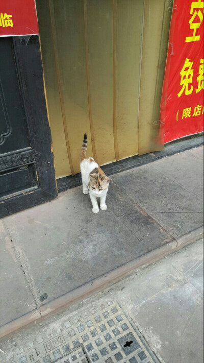 路边小店旁发现一只会捉苍蝇的猫咪