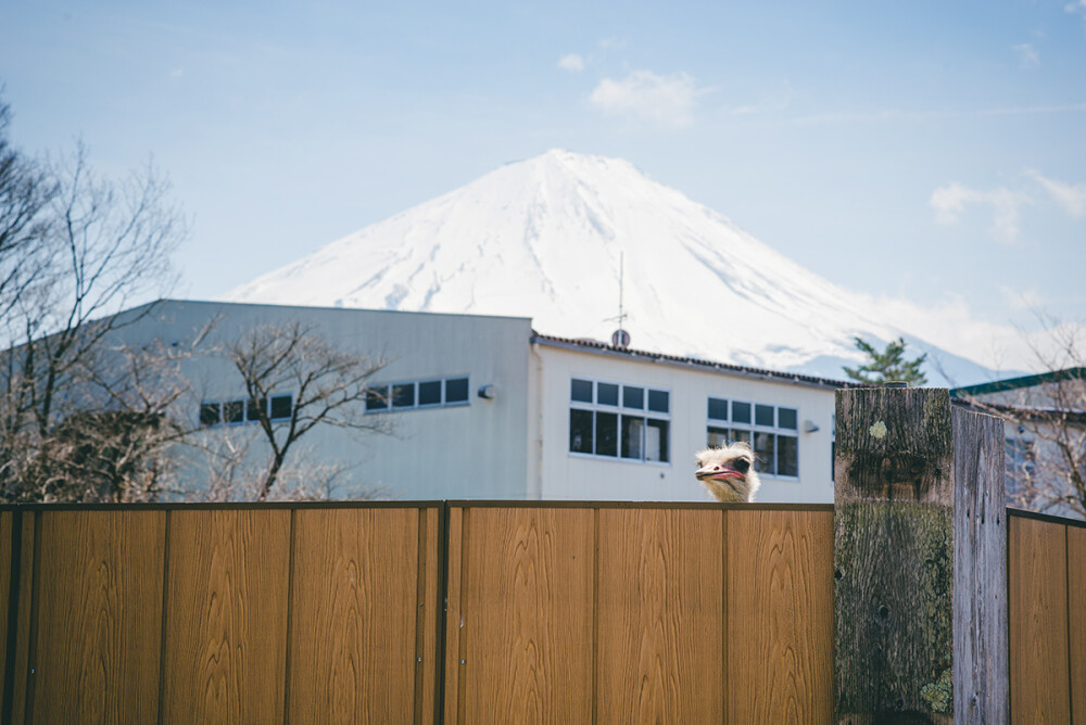 #堆糖遇见坚果# 遇见最美的富士山。