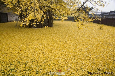 落满银杏的古寺