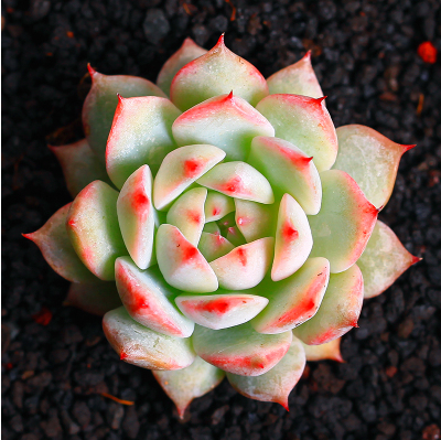 TP Echeveria Tippy 景天科拟石莲花属多肉植物，正名叫蒂比。品种TP 单头小巧，尺寸在在3-5CM间，但容易群生，TP叶片长匙形，前端斜尖，叶尖有点长，容易泛红，莲花形状紧密排列， 秋冬较包，夏季容易摊开，叶片颜色随季节不同而略有变换，从黄绿色到蓝白色。要注意遮阴通风控 水，整体来说度夏不会太难。高温日照强烈时会休眠，要适当遮阴、放在阴凉通风处，减少浇水量，很容易群生，群生后的效果也很棒，繁殖叶插扦插都可以。