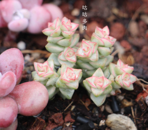 彩色蜡笔（crassula pastel），景天科青锁龙属。彩色蜡笔为多年生肉质草本植物，植株丛生，有细小的分枝，茎肉质，时间养久了茎会逐渐半木质化。彩色蜡笔原产南非，需要阳光充足和凉爽、干燥的环境，耐半阴，怕水涝，忌闷热潮湿。具有冷凉季节生长，夏季高温休眠的习性，为多肉植物中的“冬型种”。每年的9月至第二年的6月为植株的生长期（花友的环境不一样，生长期也有长短）。配土用煤渣混合泥炭、少量珍珠岩，比例大概5:4:1，整个冬季基本断水，5度以下就要开始慢慢断水。夏季高温时整个植株生长缓慢或完全停止，这个时候要通风良好且适当遮光，避免曝晒，节制浇水。繁殖一般就是砍头。