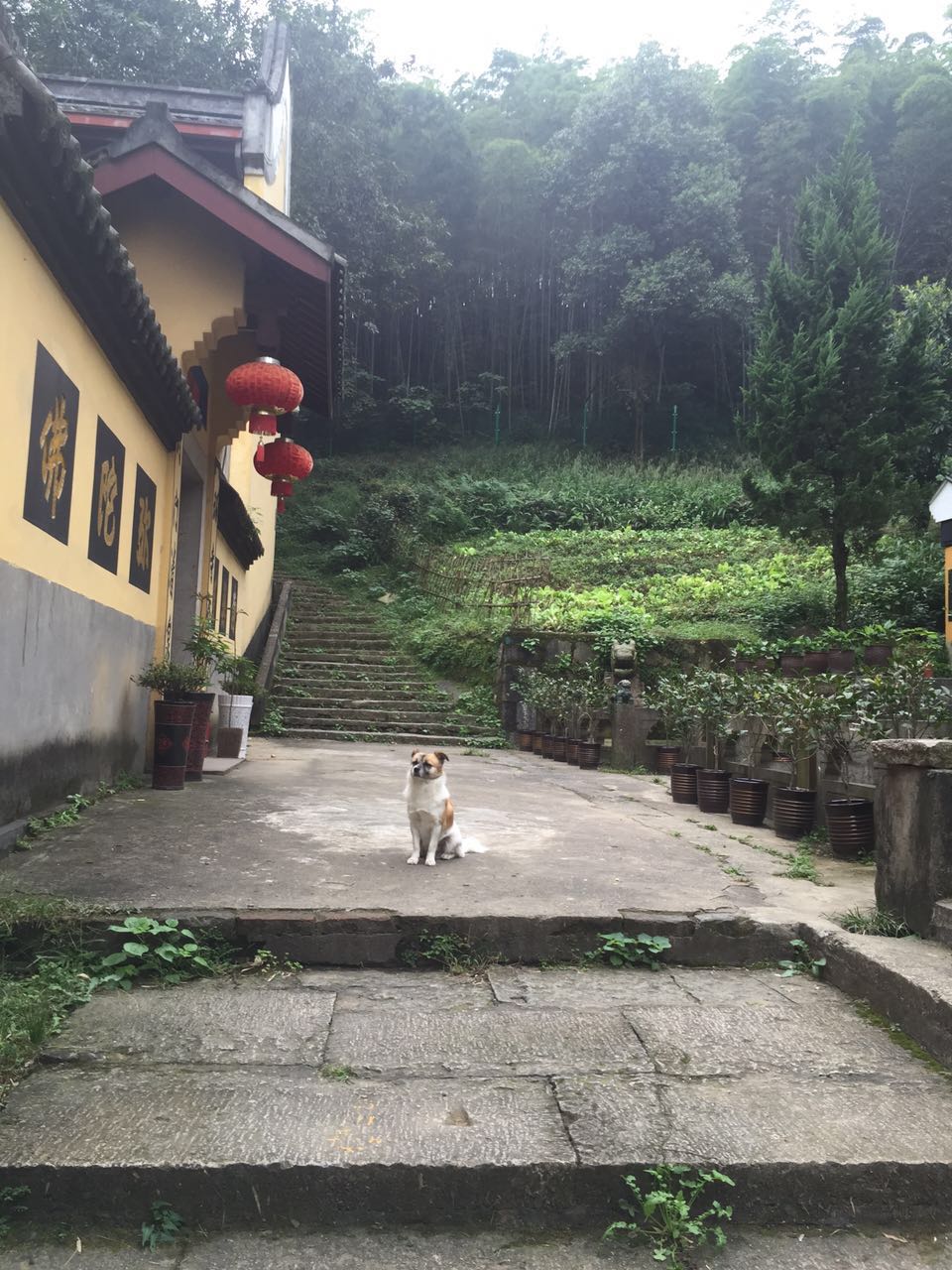 在去禅寺的路上，遇见它（这只狗狗很乖，会乖乖入镜）