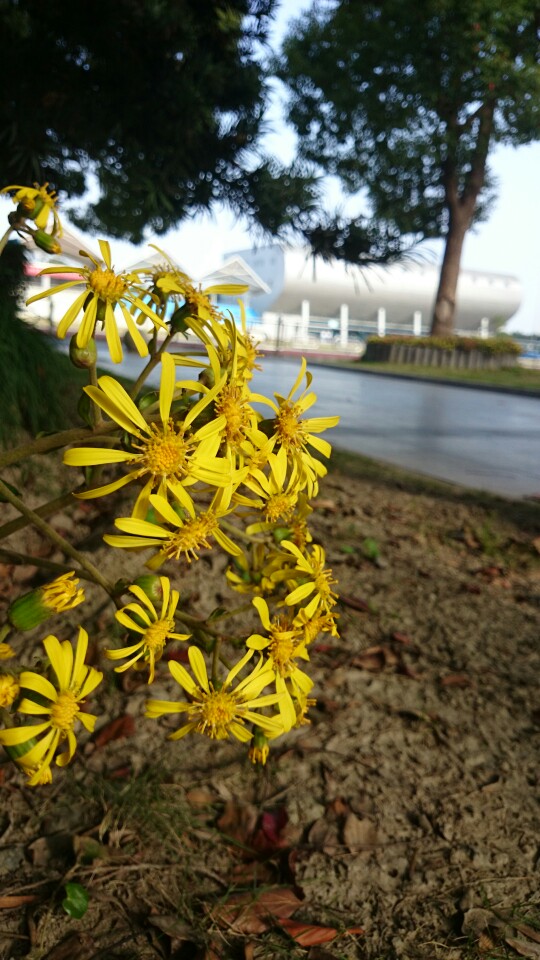 高三楼脚的小花花