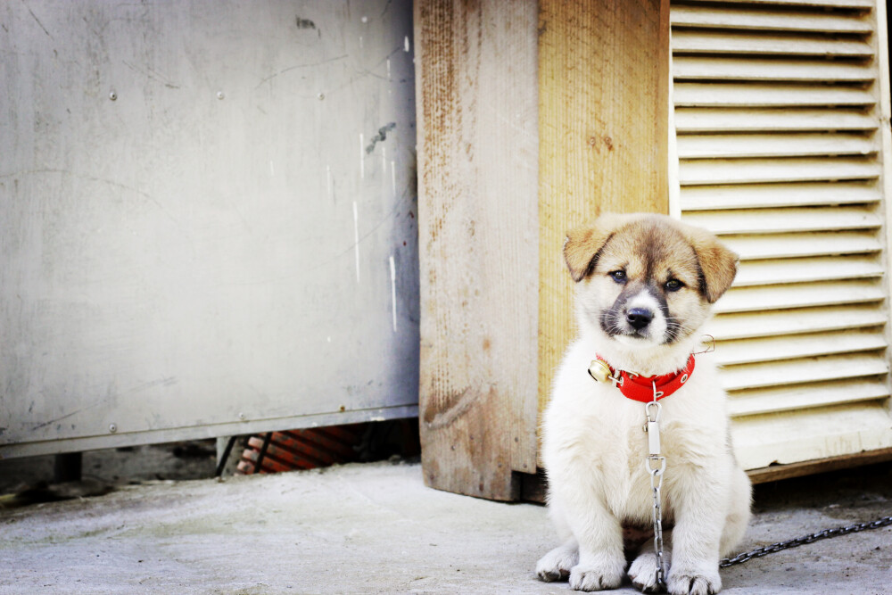 子犬が