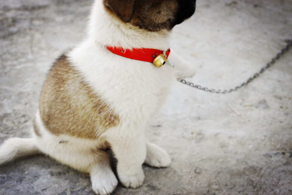 子犬が