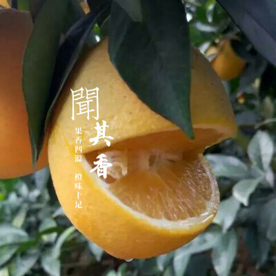 赣南脐橙