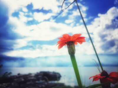 #堆糖遇见坚果# 云南洱海边的小花花，洱海真的好美…
