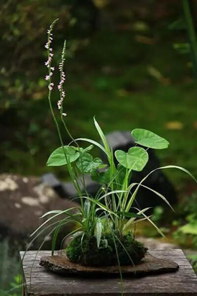 ?苔玉的迷人之处在于植物与青苔间取得平衡，进而苔玉与环境取得平衡共同成长，你可以看到苔玉一天一天的生长，体会生命的喜悦。