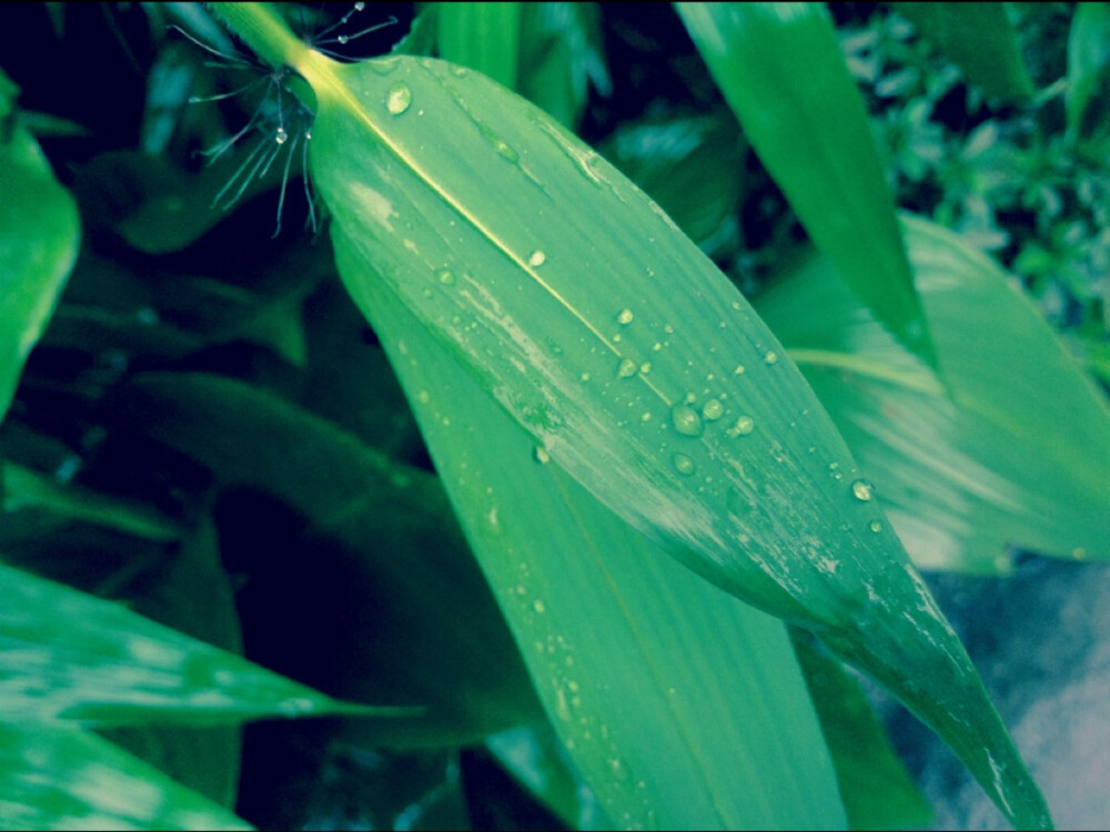 雨后酒店门前的竹林