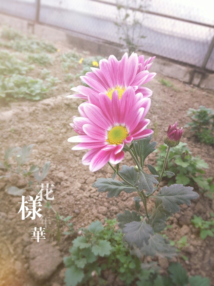 那些花儿