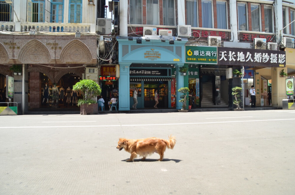 厦门中山路 一只汪