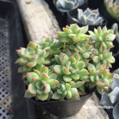 多肉植物 女雏群