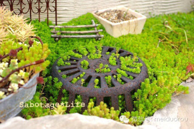 日系田园风格多肉植物拼盘