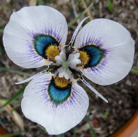 肖鸢尾 Moraea iridioides