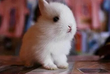 兔星人，听说谁像大白兔奶糖？