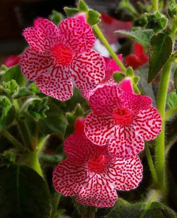 艳斑苦苣苔(Kohleria),别名花猫（Kohleriahybrida）也称“花脸”，是苦苣苔科花脸苣苔属的多年生草本植物，又名角桐草。