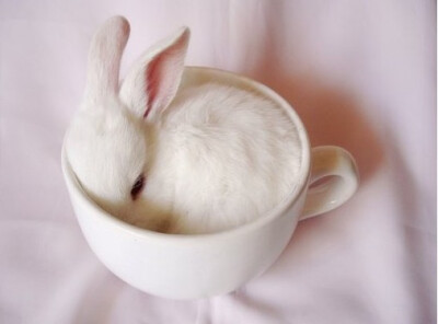 兔星人，萌萌的窝在杯子里，暖暖哒~