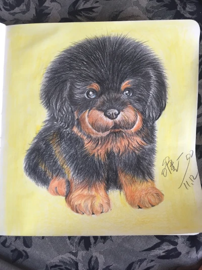 手绘藏獒 - 高清图片,堆糖,美图壁纸兴趣社区