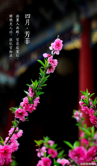 #紫禁城岁时#补全 四月·芳菲 图源微博@故宫博物院