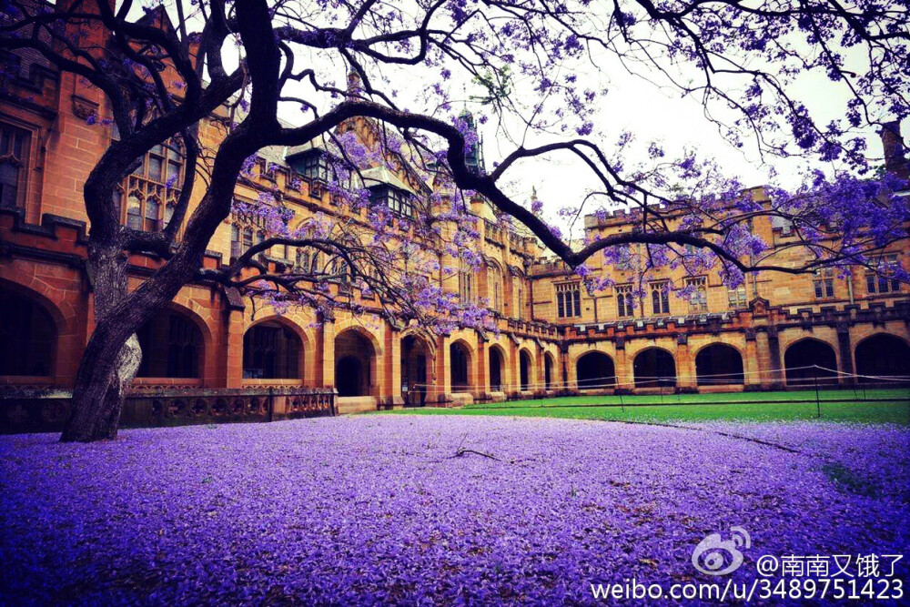 悉尼大学，蓝花楹