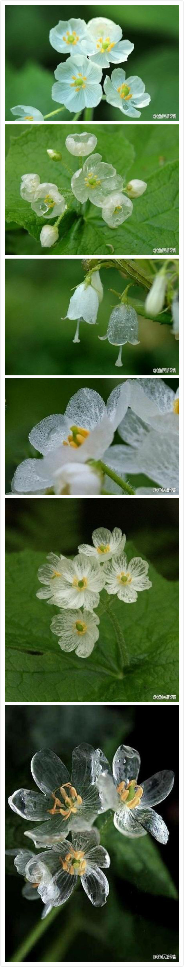 日本本州岛北部有一种叫做山荷叶的花，淋过雨后花瓣就会变成透明的，真心美！