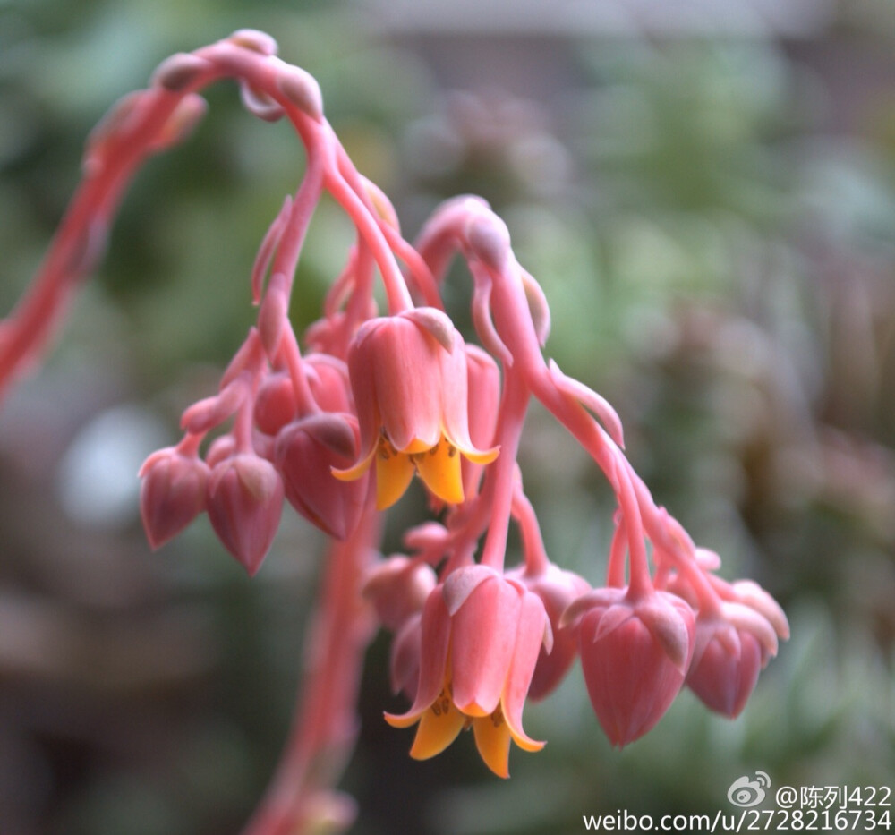 吉娃娃 花