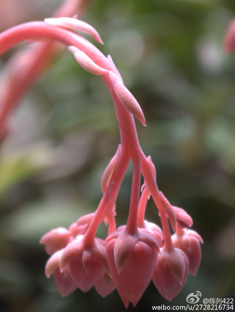 吉娃娃 花