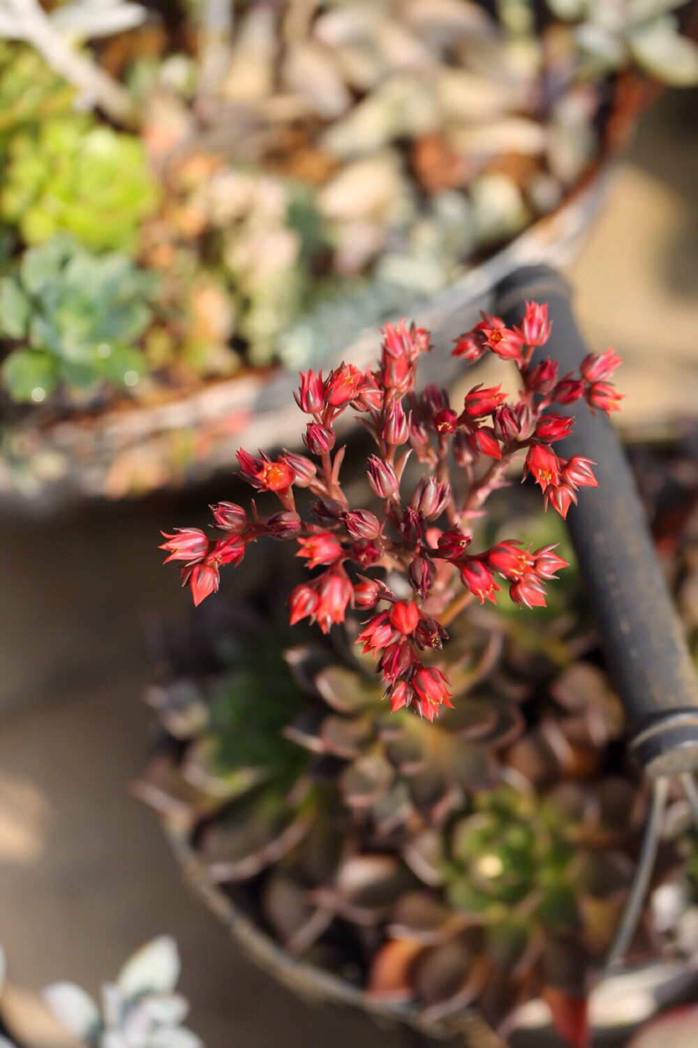 黑王子 花