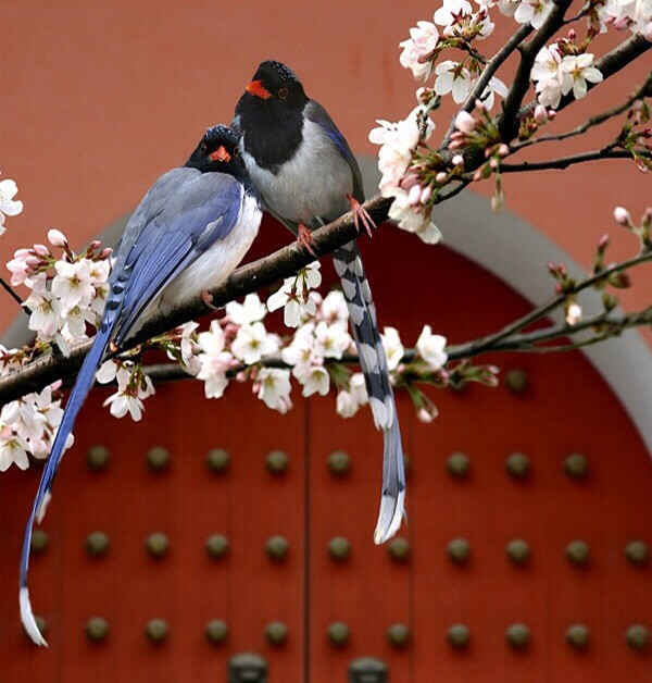 花鸟